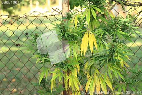 Image of nice marijuana plant