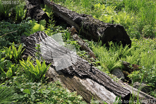 Image of detail of trunks in forest