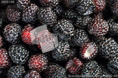 Image of fresh blackberry background
