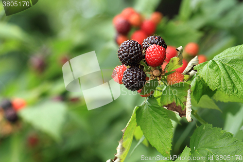 Image of fresh blackberry background