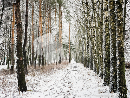 Image of Winter landscape: trees in the frost.