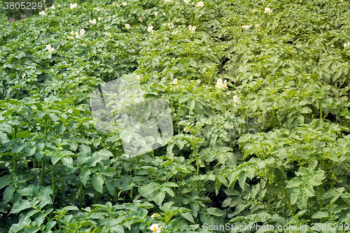 Image of Vegetable garden with flowering potato plants.
