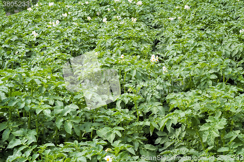 Image of Vegetable garden with flowering potato plants.