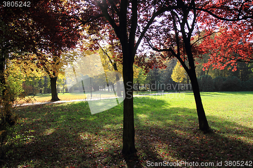 Image of color autumn forest 