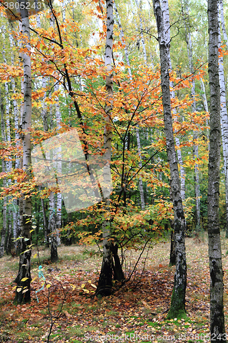 Image of color autumn forest 