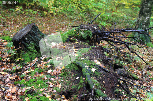 Image of stump in the forest