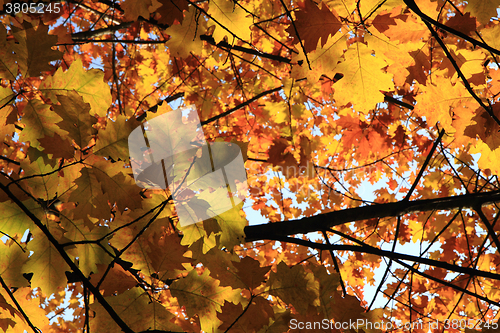Image of autumn leaves background
