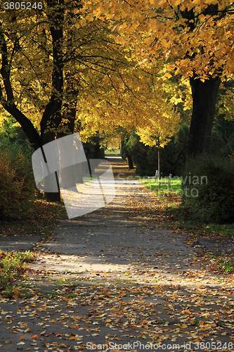 Image of color autumn forest 