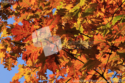 Image of autumn leaves background