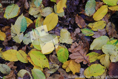 Image of autumn leaves background