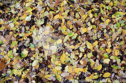 Image of autumn leaves background