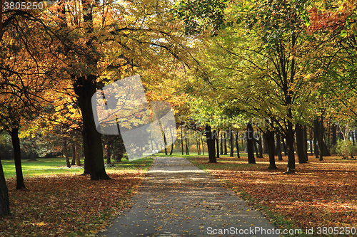 Image of color autumn forest 