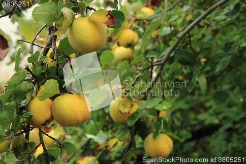 Image of guince fruit from the garden