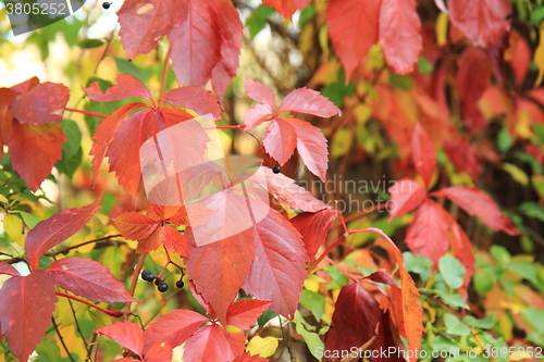 Image of autumn leaves background