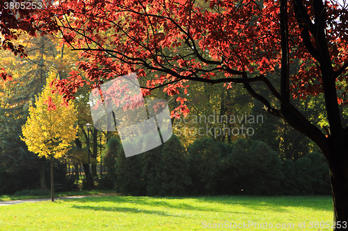 Image of color autumn forest 