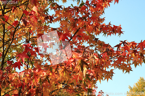 Image of autumn leaves background