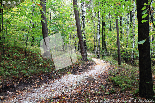 Image of color autumn forest 