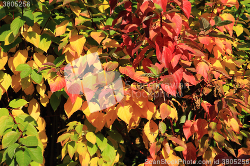 Image of autumn leaves background