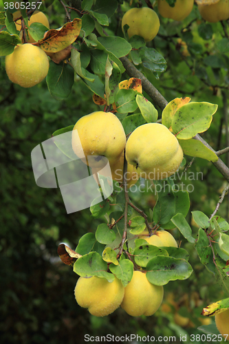 Image of guince fruit from the garden