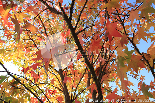 Image of autumn leaves background