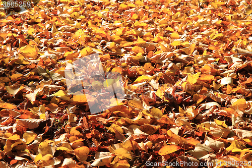 Image of autumn leaves background