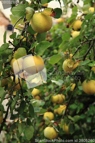 Image of guince fruit from the garden