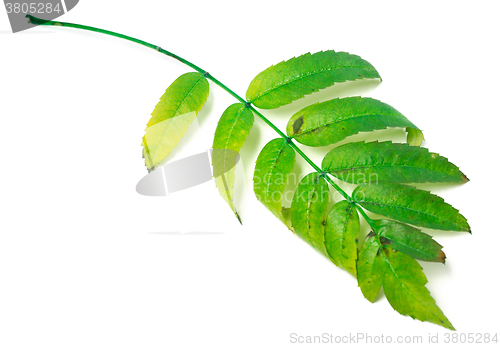 Image of Leaf of rowan isolated on white background