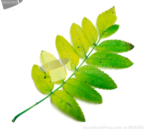 Image of Rowan leaves on white