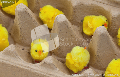 Image of Easter chicks in an eggbox