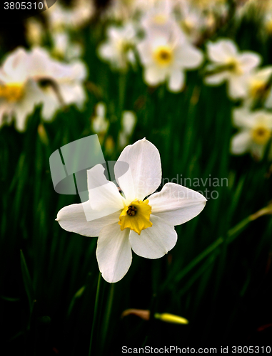 Image of White Spring Daffodil