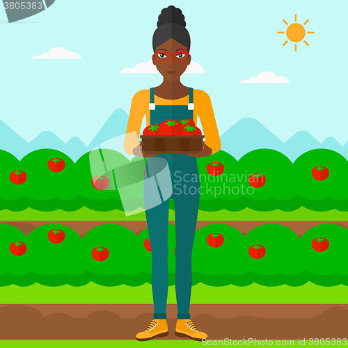 Image of Farmer collecting tomatos.