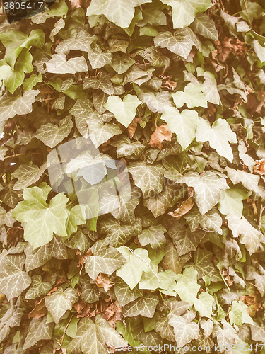 Image of Retro looking Ivy leaves