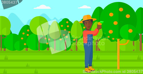 Image of Farmer collecting oranges.