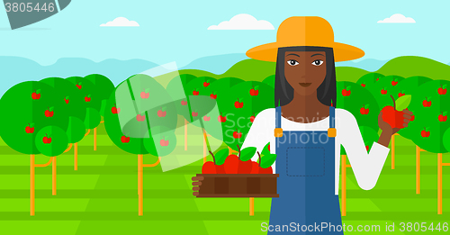 Image of Farmer collecting apples.