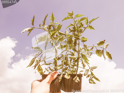 Image of Retro looking Plug tomato plant