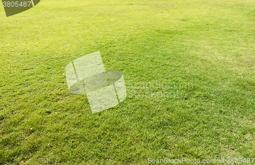 Image of green field background