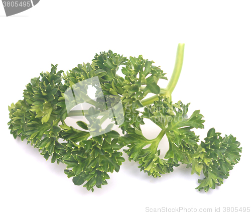 Image of fresh green parsley