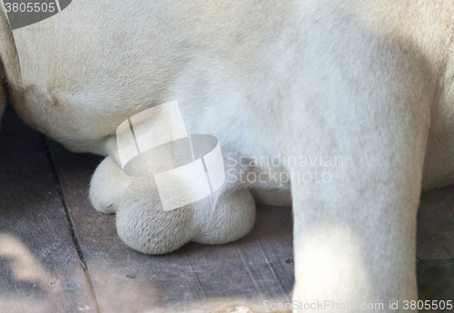 Image of white lion testicles