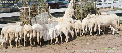 Image of sheep in farm