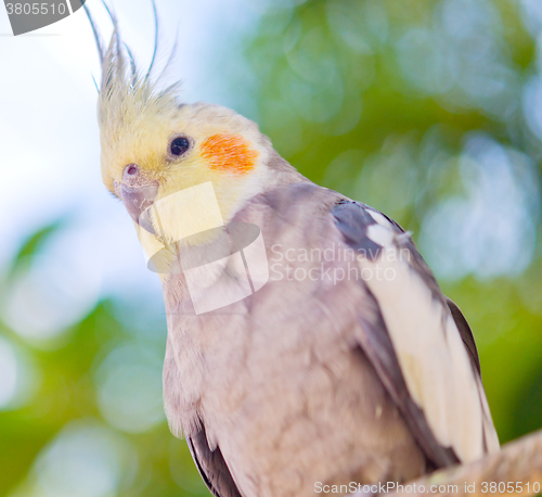 Image of parrot Nymphicus hollandicus