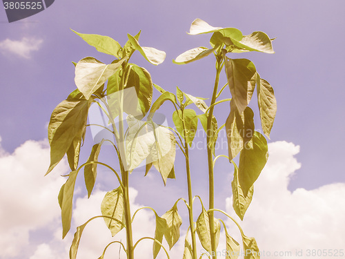 Image of Retro looking Plug pepper plant