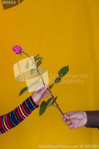 Image of Giving a rose