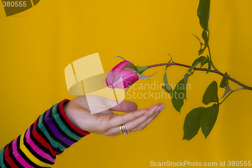 Image of Receiving a flower
