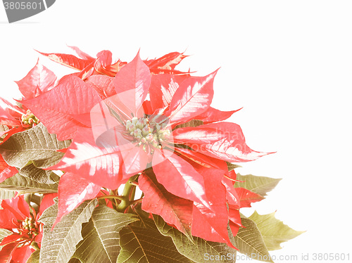 Image of Retro looking Poinsettia