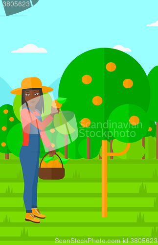 Image of Farmer collecting oranges.