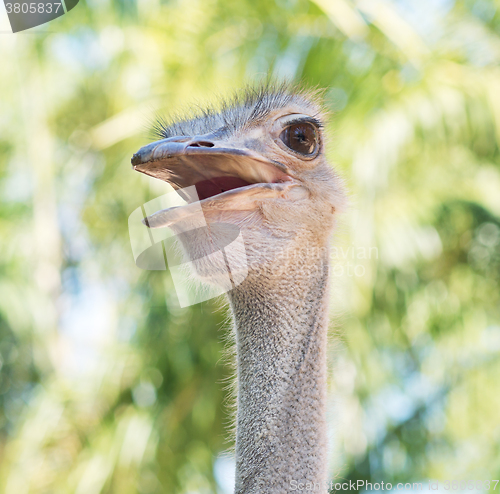 Image of head of an ostrich