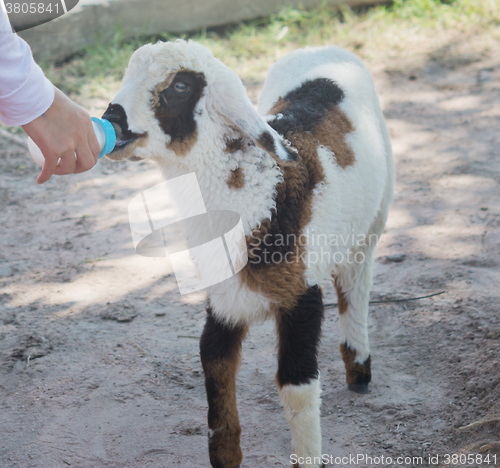 Image of cute lamb feeding