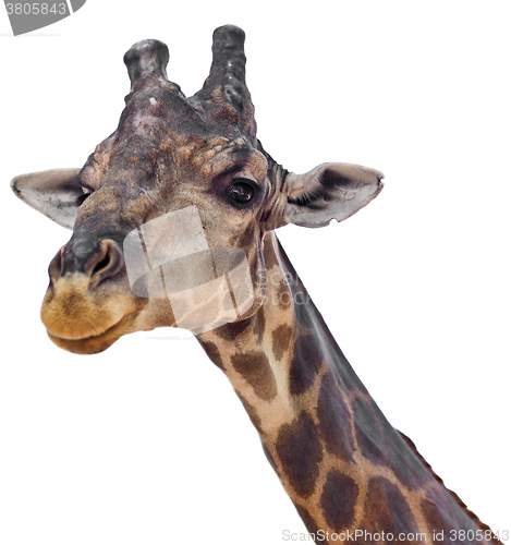 Image of giraffe on white