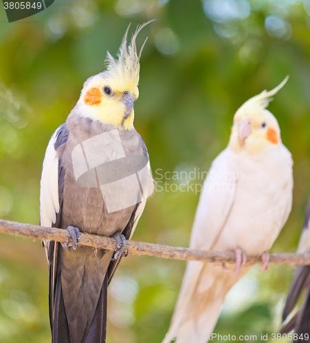 Image of pair of parrots