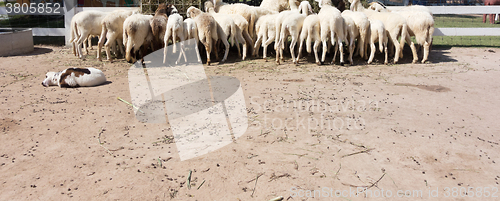 Image of sheep eating grass